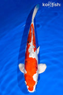 15.25" HEISEI NISHIKI