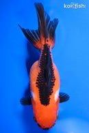 4.5" ORANDA GOLDFISH