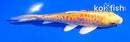 5" YAMABUKI OGON
