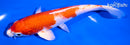 6.75" HARIWAKE