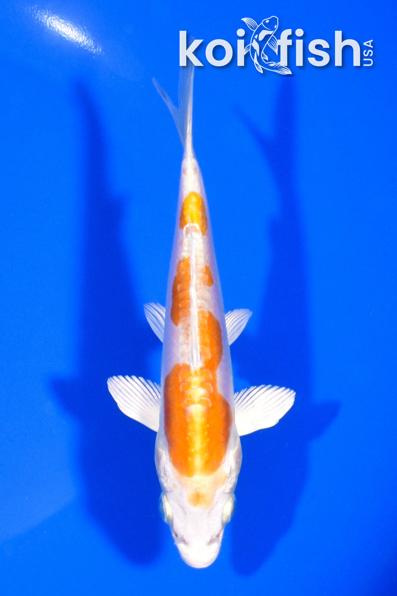 5" INAZUMA KIKUSUI