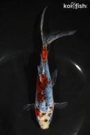 6.5" SHUBUNKIN GOLDFISH