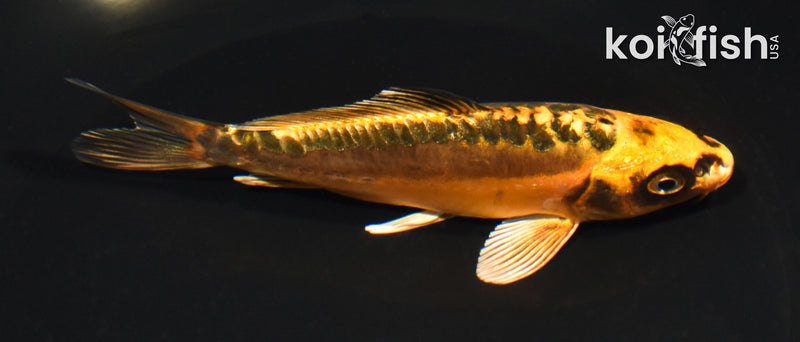 5.25" GINRIN BENI KIKOKURYU