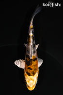 4.25" LEATHER HEISEI NISHIKI