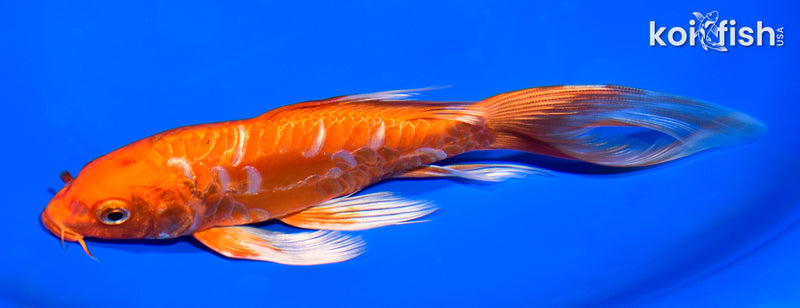 7.75" ARAGOKE ORENJI OGON BUTTERFLY