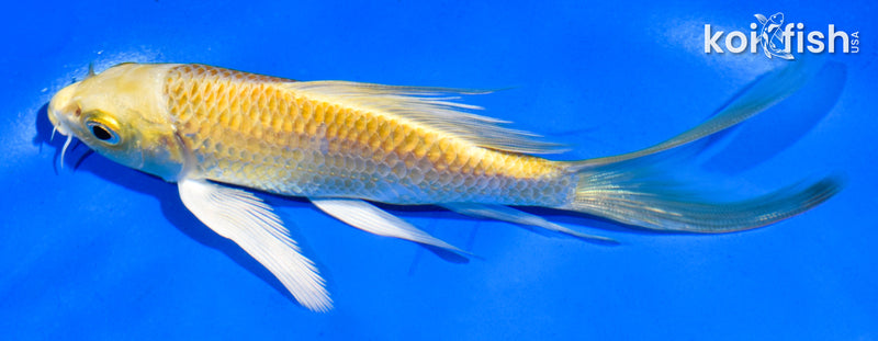 5" YAMABUKI OGON BUTTERFLY