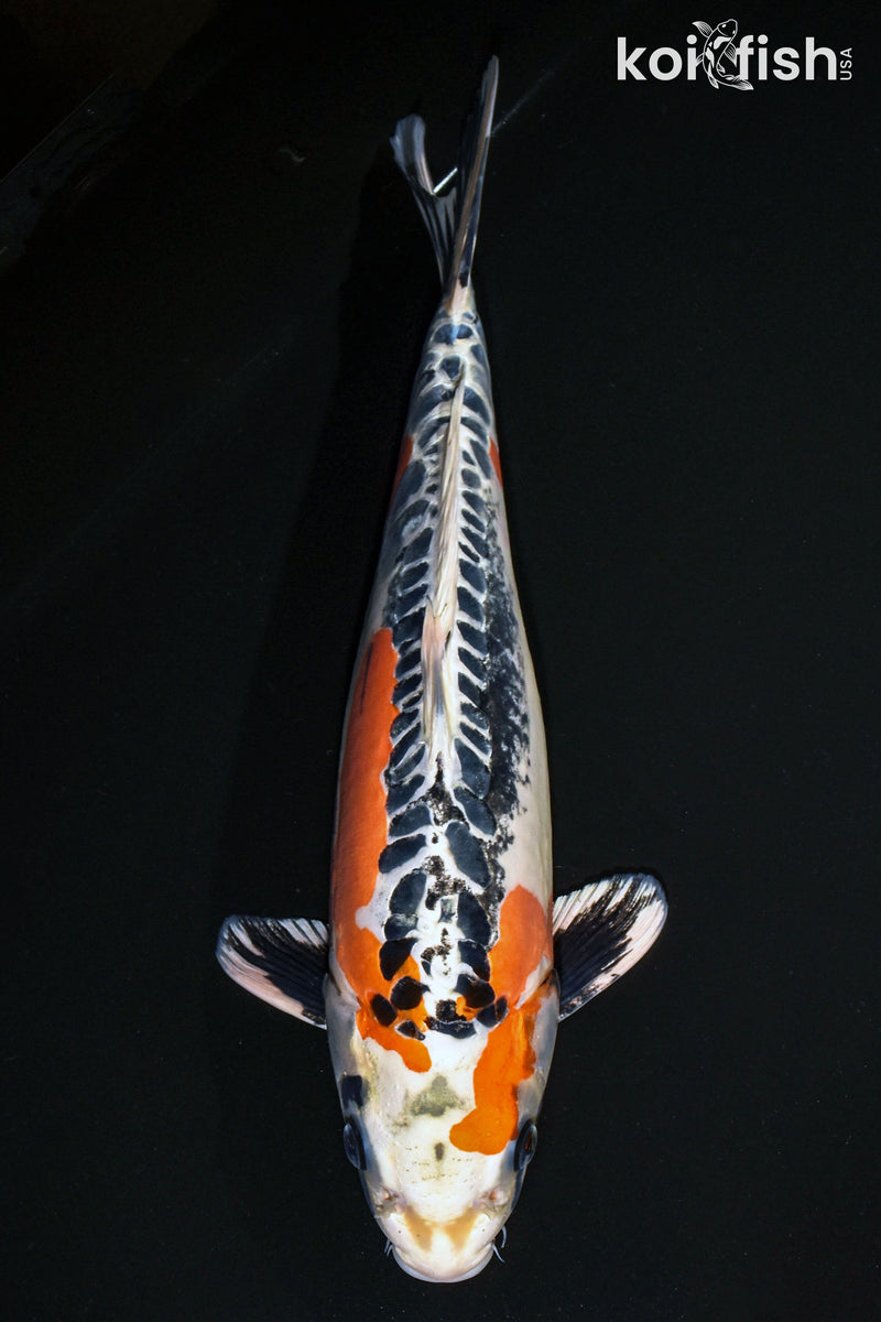 15.5" BENI KIKOKURYU