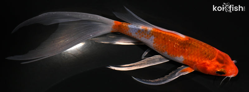 5.75" METALLIC GOROMO BUTTERFLY