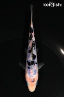 5.5" DOITSU SHIRO BEKKO