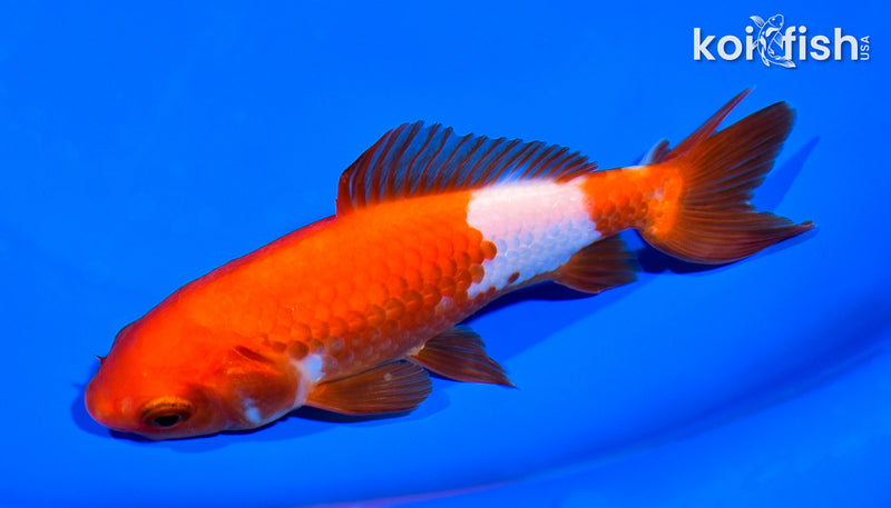 5.25" WAKIN GOLDFISH