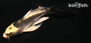 4.5" KIN KIKOKURYU BUTTERFLY