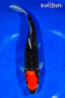 12.75" TANCHO GOSHIKI