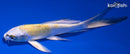 5.25" YAMATO NISHIKI BUTTERFLY