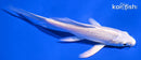 5.25" PLATINUM OGON BUTTERFLY