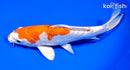 8.5" ARAGOKE HEISEI NISHIKI