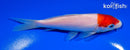 5.5" KOHAKU