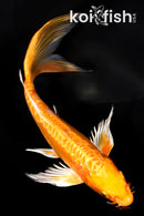 7" DOITSU ORENJI OGON BUTTERFLY