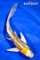 5.5" GINRIN KUJAKU BUTTERFLY