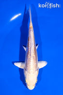 5.5" DOITSU YAMABUKI OGON