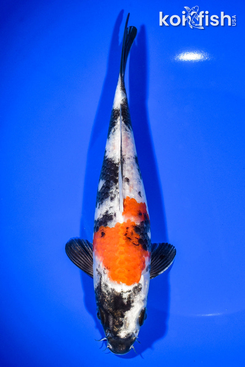 8.25" KIN SHOWA