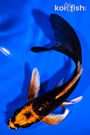 5.25" ORENJI MATSUBA BUTTERFLY