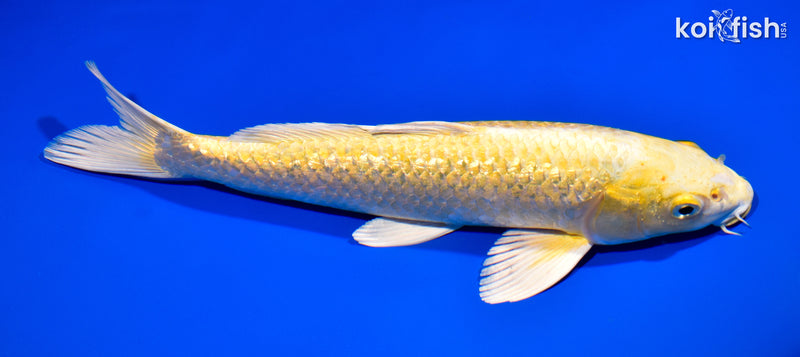 11" GINRIN YAMABUKI OGON