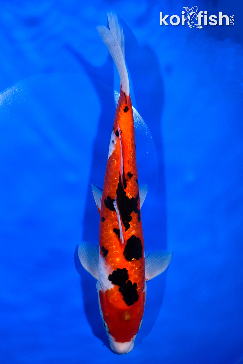 10.75" GINRIN SANKE