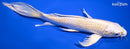 9.25" LEMON HARIWAKE BUTTERFLY