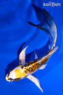 5.75" ARAGOKE KIN KIKOKURYU BUTTERFLY