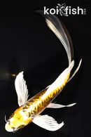 8.25" ARAGOKE KIN KIKOKURYU BUTTERFLY