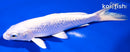 6" GINRIN PLATINUM OGON