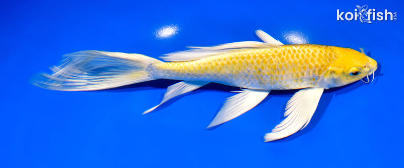 8.5" HARIWAKE BUTTERFLY