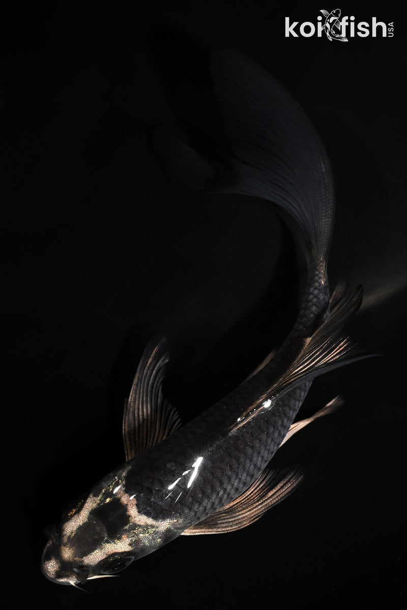 5.5" GINGA BUTTERFLY