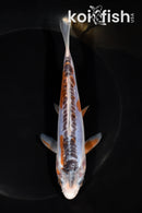 6.25" SHUSUI