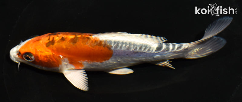 5.5" GINRIN DOITSU KUJAKU