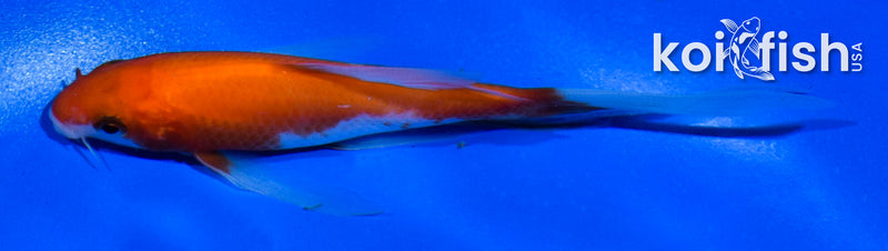 4.5" KOHAKU BUTTERFLY