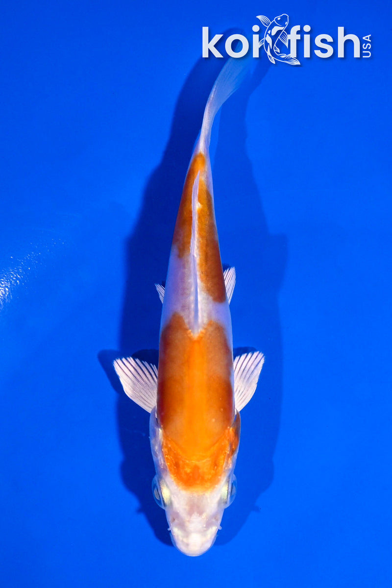 4.5" LEATHER KIKUSUI