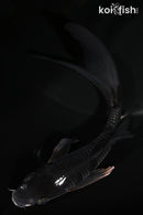 5.25" METALLIC OCHIBA SHIGURE BUTTERFLY