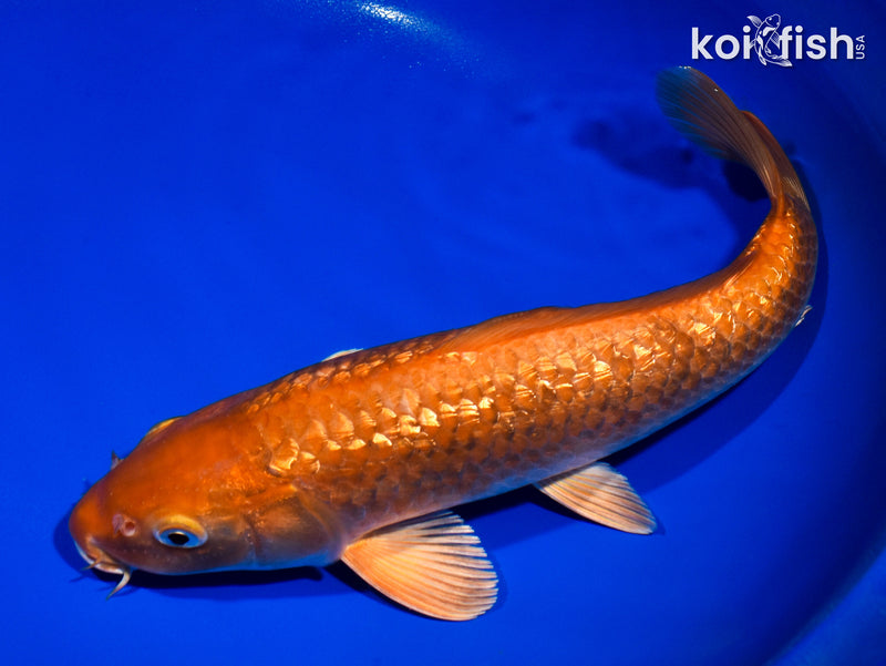 12.5" GINRIN CHAGOI