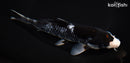 7.25" BENI MATSUKAWABAKE