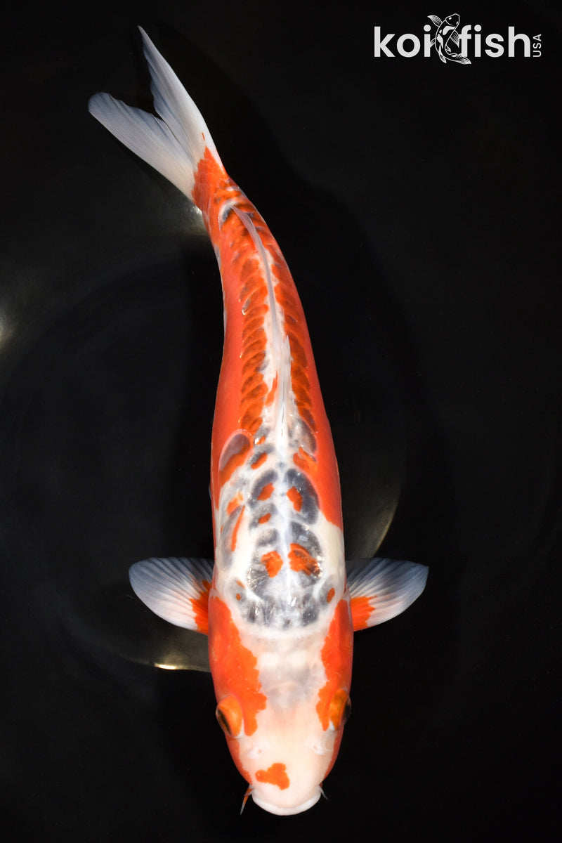 12.5" HI SHUSUI