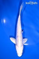 5.75" DOITSU PLATINUM OGON