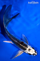 5.25" BENI GINGA BUTTERFLY