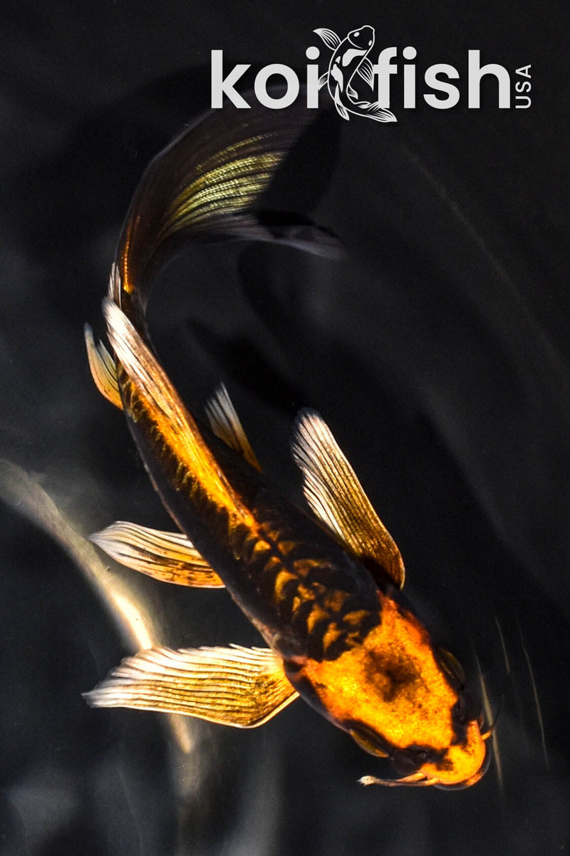 5.5" BENI KIKOKURYU BUTTERFLY