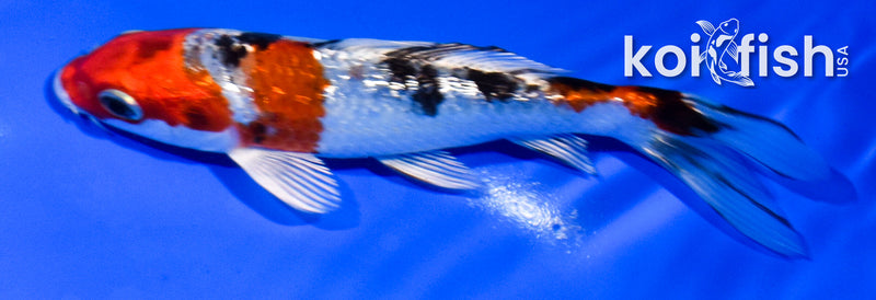5" GINRIN YAMATO NISHIKI