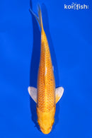 6.75" YAMABUKI OGON