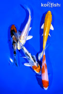 PACK OF (5) 4-5" STANDARD KOI