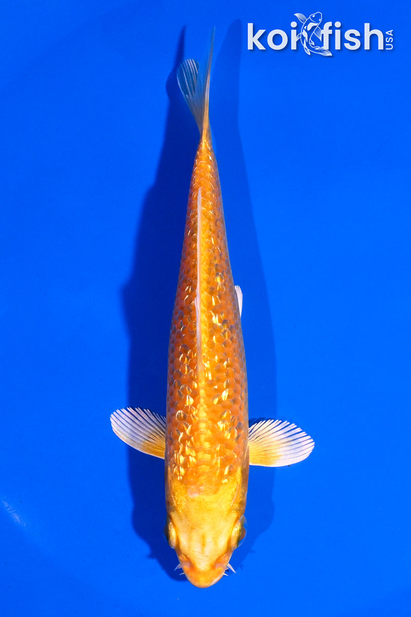 5" GINRIN ORENJI OGON