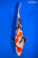 13.75" MARUTEN SHOWA