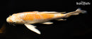 9.5" HARIWAKE BUTTERFLY